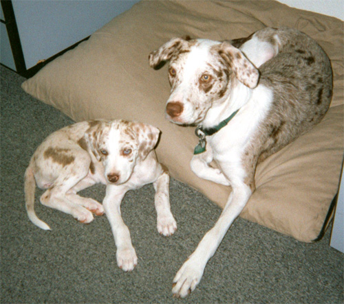 Der Merle-Faktor: Mein Hund ist einzigartig - und krank 1 CatahoulaRedWhitePair wb